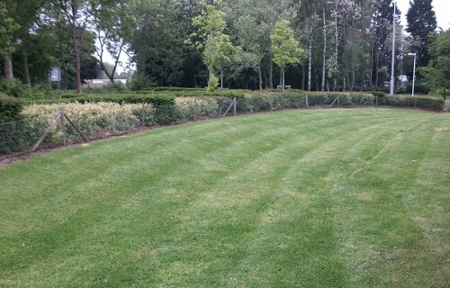 lawn1-1024x657